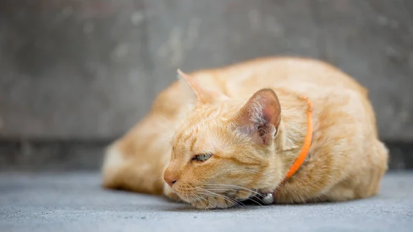 Primo Piano Cat Sdraiato Sul Pavimento — Foto Stock