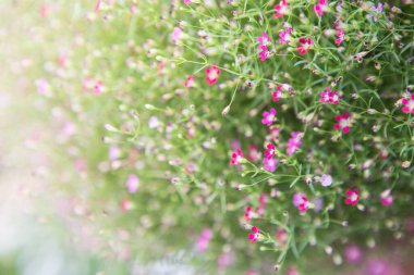 Arka plan için güneş ışığıyla Gypthe 'nin seçmeli odak noktası