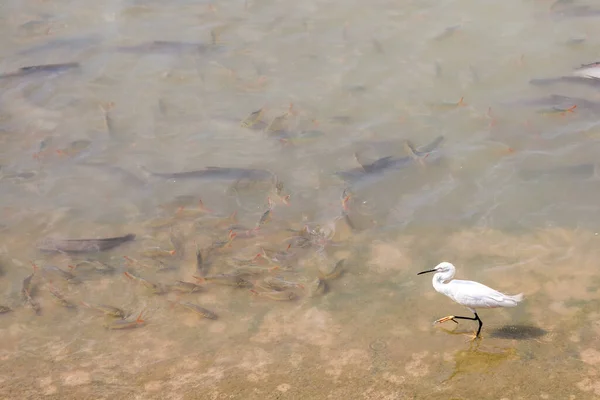 Egrets Estão Pescando Por Comida Junto Rio — Fotografia de Stock