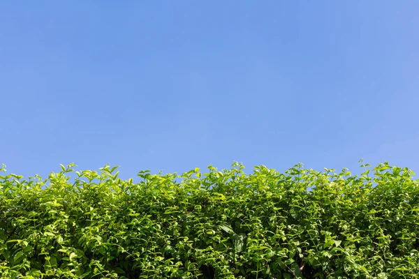Mooi Patroon Van Bladeren Blauwe Lucht Achtergrond Kopieer Ruimte — Stockfoto