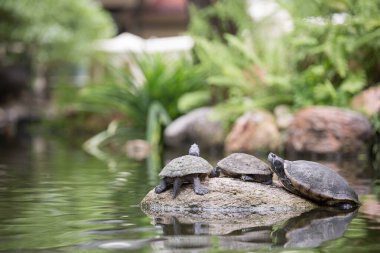 Zengin, doğal bir bataklıkta, kayadaki kaplumbağalar.