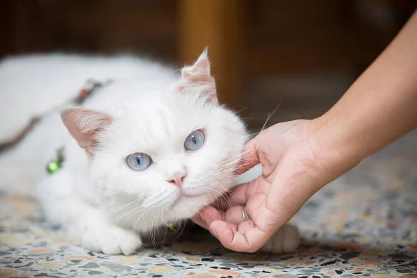 Bir Kadın Yumuşacık Beyaz Ngiliz Shorthair Kedisiyle Aşk Şefkatle Oynuyor — Stok fotoğraf