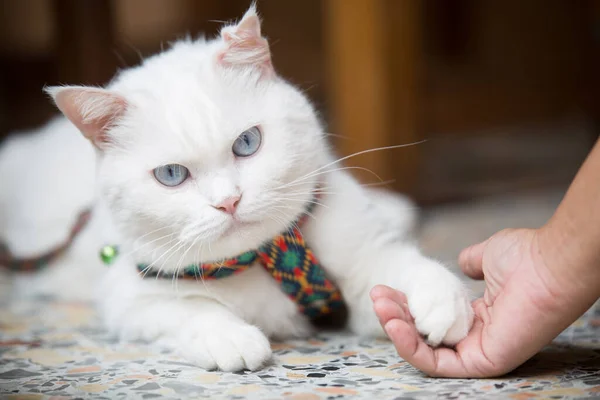 Una Mujer Juega Con Blanco Mullido Británico Shorthair Gato Con — Foto de Stock