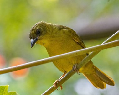 Güneşli bir günde bir ağaç dalına tünemiş renkli bir kuş.
