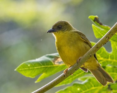 Güneşli bir günde bir ağaç dalına tünemiş renkli bir kuş.