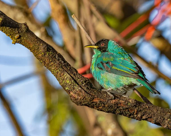 晴れた日には木の枝にカラフルな鳥が出没する — ストック写真