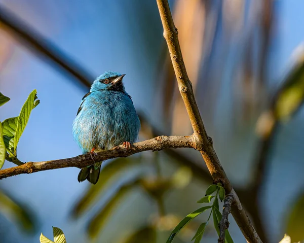 Oiseau Coloré Perché Sur Une Branche Arbre Par Une Journée — Photo