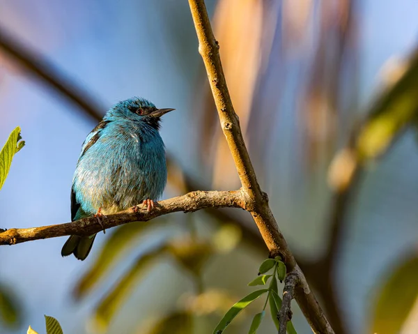 A colorful bird perched on a tree branch on a sunny day