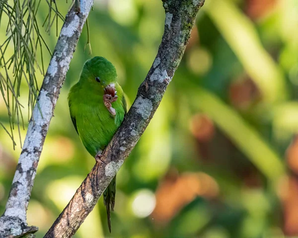 Oiseau Coloré Perché Sur Une Branche Arbre Par Une Journée — Photo