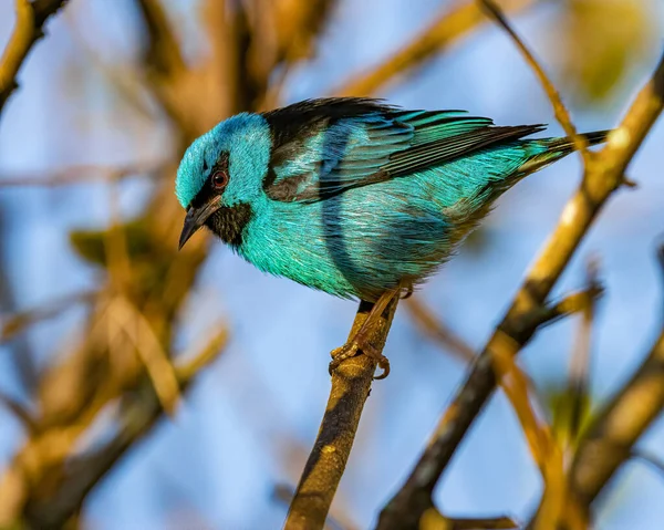 Petit Oiseau Coloré Perché Sur Une Branche Arbre — Photo