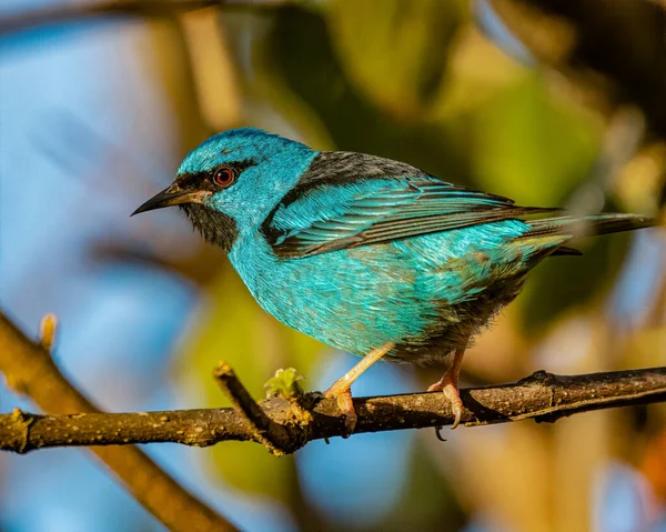 Petit Oiseau Coloré Perché Sur Une Branche Arbre — Photo