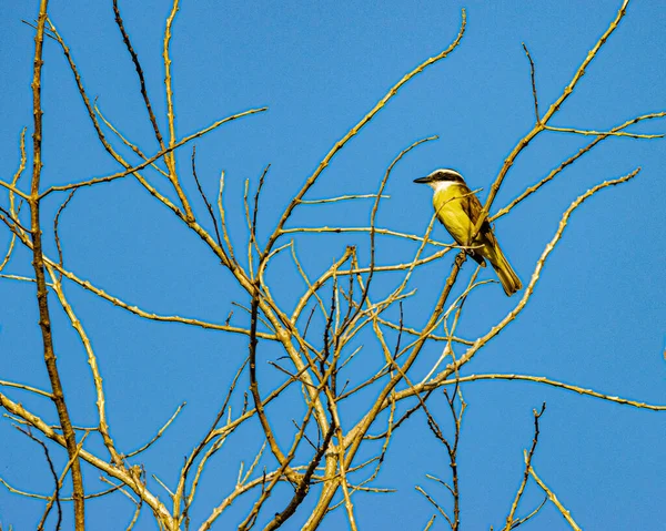 Small Colorful Bird Perched Tree Branch — Stock Photo, Image