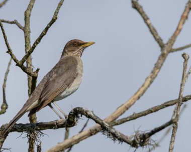 Ağaç dalına tünemiş bir kuş