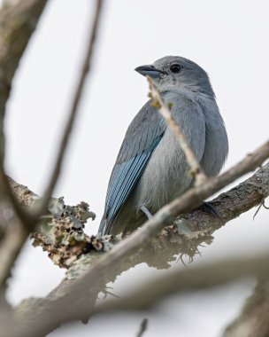 Ağaç dalına tünemiş bir kuş