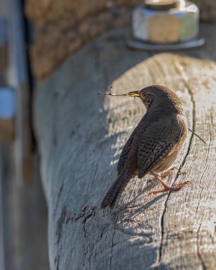 Yuva yapmak için sopa taşıyan küçük bir kuş.
