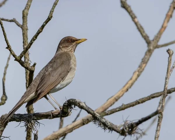 Oiseau Perché Sur Une Branche Arbre — Photo