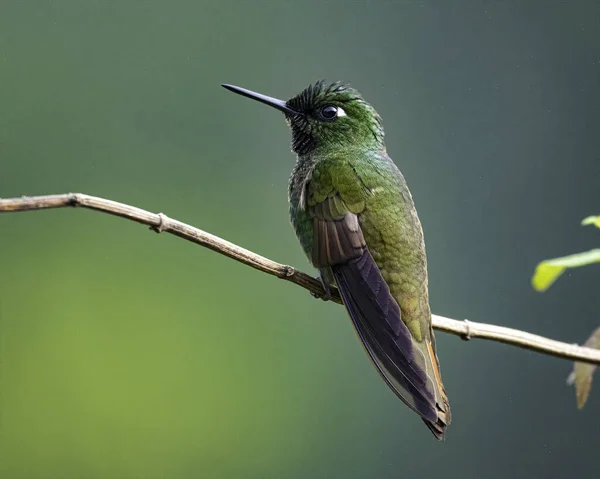 Minuscule Colibri Coloré Reposant Sur Une Branche Arbre — Photo