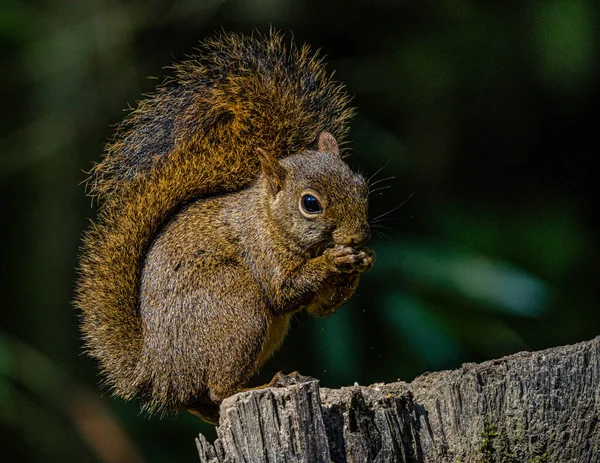 Reddish Squirrel Eating Seeds Trunk — Stock Photo, Image