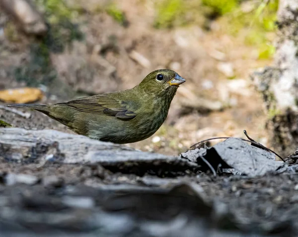 地面に食べ物を探している小さな鳥 — ストック写真