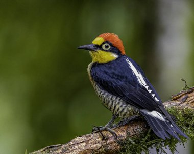 Bir ağaç dalına tünemiş renkli bir ağaçkakan.