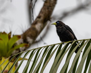 Palmiye yaprağına tünemiş bir kuş.
