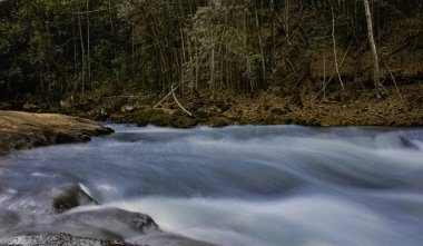 Nehirden akan beyaz su ormanda akıyor.