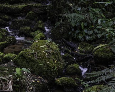 Yağmur ormanlarının gölgelerinde akan küçük bir dere.