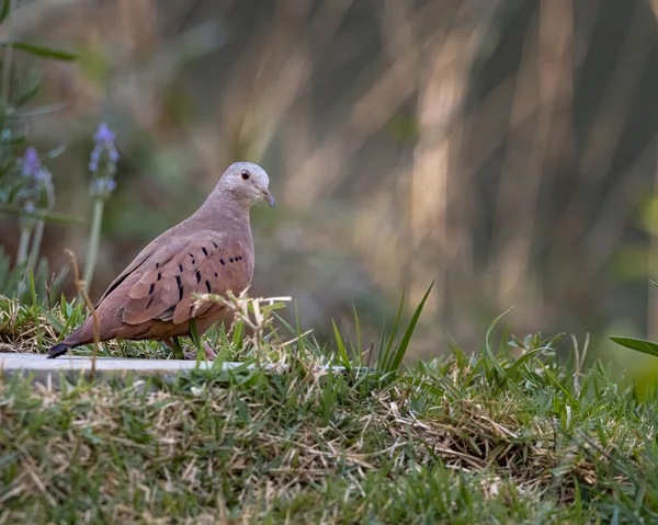 Une Colombe Solitaire Reposant Dans Jardin Coucher Soleil — Photo