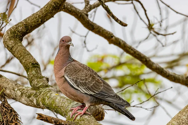 Pigeon Sauvage Coloré Perché Sur Une Branche Arbre — Photo