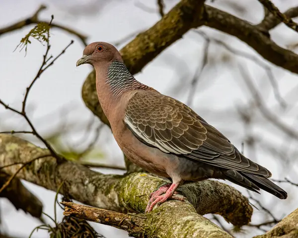 Pigeon Sauvage Coloré Perché Sur Une Branche Arbre — Photo