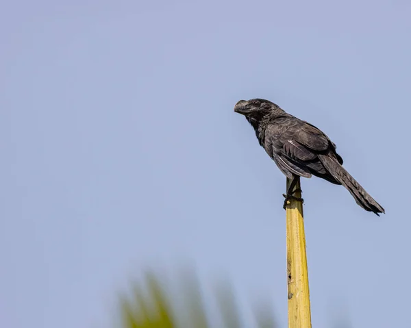 Pájaro Negro Posado Parte Superior Una Palmera Calentándose Bajo Las — Foto de Stock