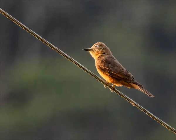 Rufous Zpěvák Sedí Drátu Při Západu Slunce — Stock fotografie