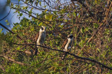 Bir çift şahin, avlanmak için pusuya yatmış bir ağaç dalına uzanır.