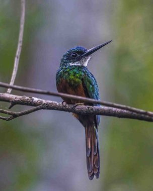 Bir ağaç dalına tünemiş kocaman gagalı canlı bir kuş.