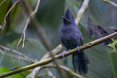 Mohawk tarzı armalı bir kuş etrafını gözlemliyor..