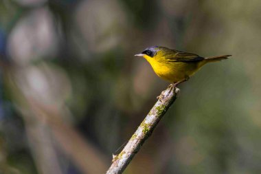 Maskeli küçük bir kuş bir sopaya tünemiş..