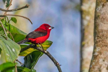 Canlı kırmızı bir kuş yanağında kene ile bir ağaç dalına oturdu.