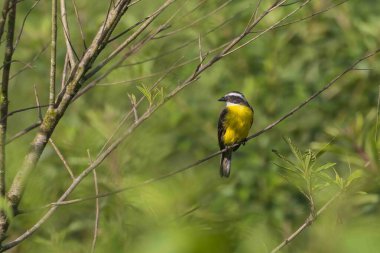 A yellow bird with brown eyes perched on a tree branch.