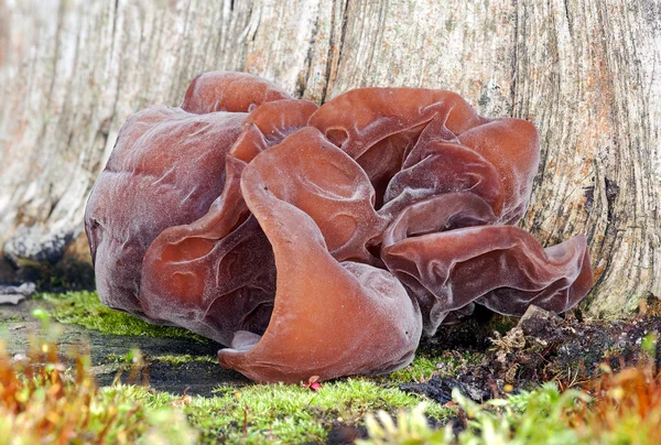 Judasohr, Pilz — Stockfoto