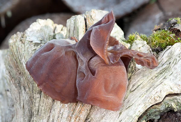 Judasohr, Pilz — Stockfoto