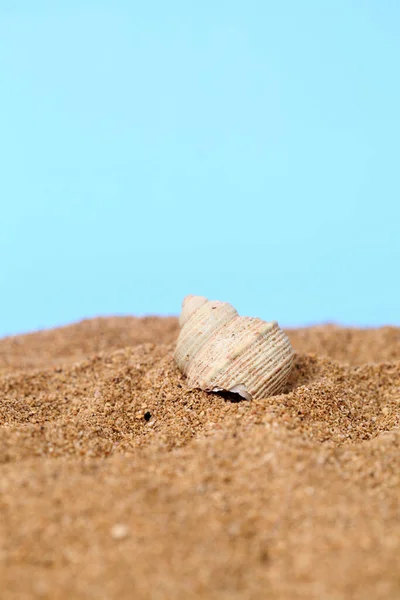 Kelomang Umang Umang Pompong Some Who Translate Hermit Crabs Hermit — Stock Photo, Image