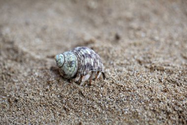 Kelomang ya da Umang-Umang (pompong) ya da yengeç ya da münzevi yengeç olarak tercüme edenler, süper aile Paguroidea 'dan kopmuş kabuklulardır.