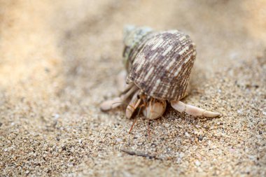 Kelomang ya da Umang-Umang (pompong) ya da yengeç ya da münzevi yengeç olarak tercüme edenler, süper aile Paguroidea 'dan kopmuş kabuklulardır.