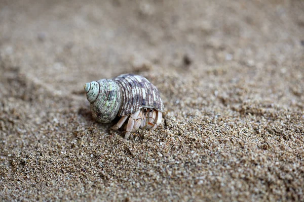 Kelomang Umang Umang Pompong Some Who Translate Hermit Crabs Hermit — Stock Photo, Image