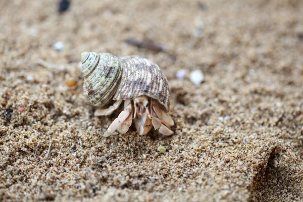 Kelomang Umang Umang Pompong Sommigen Die Het Vertalen Als Heremietkrabben — Stockfoto