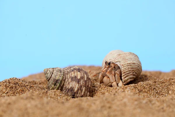 Kelomang Umang Umang Pompong Sommigen Die Het Vertalen Als Heremietkrabben — Stockfoto