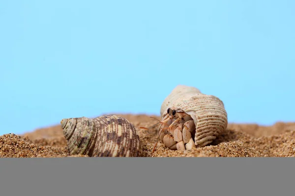 Kelomang Umang Umang Pompong Some Who Translate Hermit Crabs Hermit — Stock Photo, Image