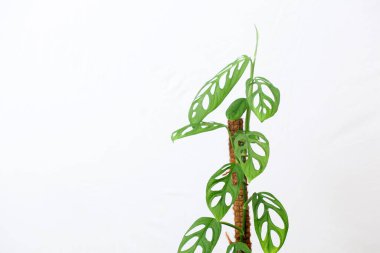 Philodendron İsviçre peyniri, Amerika Birleşik Devletleri 'nin tropikal ormanlarında yetişen bir bitkidir.