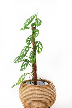 Philodendron İsviçre peyniri, Amerika Birleşik Devletleri 'nin tropikal ormanlarında yetişen bir bitkidir.