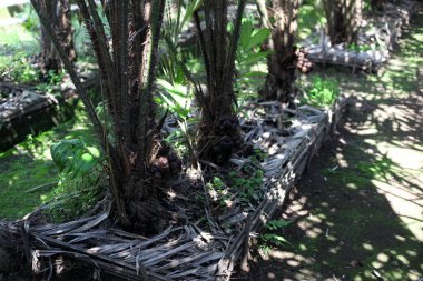 Zalacca ağaçları yılan meyve tarlaları bölgesinde.